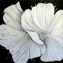 Frosty Blossom