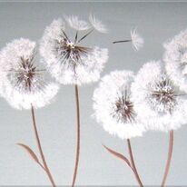 Frosty Dandelions