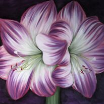 Amaryllis Amour