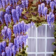 Window in the Wisteria