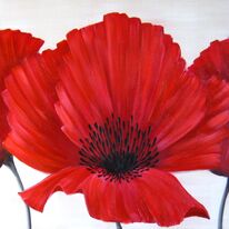 Linen Poppies 1