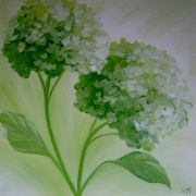 Hydrangea