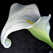 Calla Lily