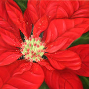Poinsettia