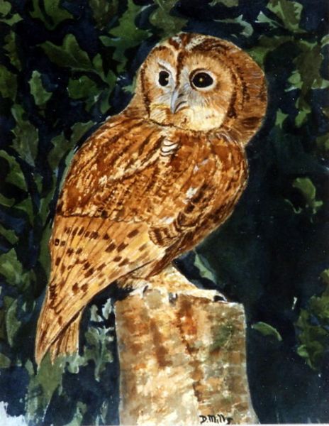 tawny-owl