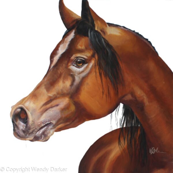 Arab Horse
