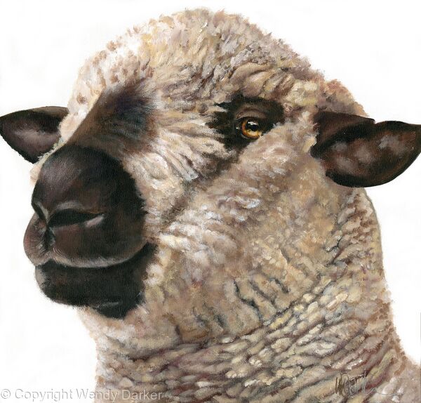 Hampshire Down Sheep