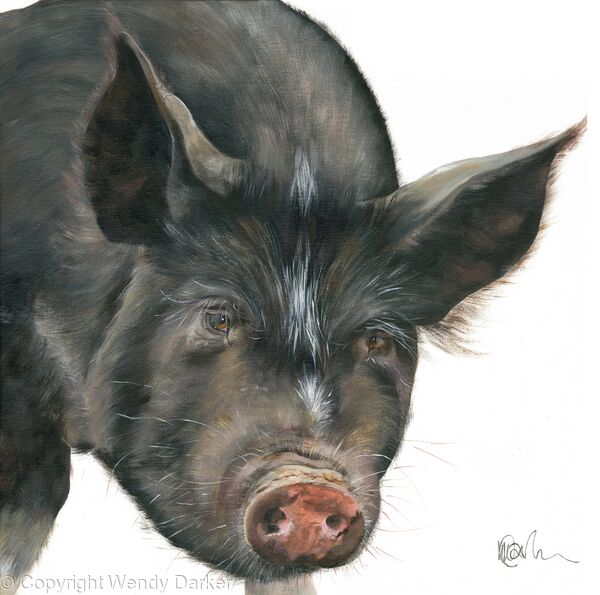 Berkshire Pig