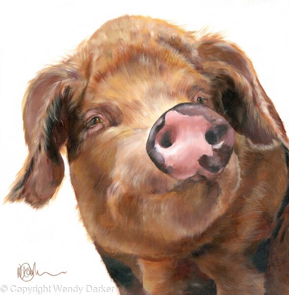 Oxford Pig