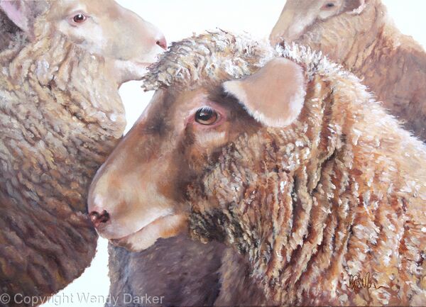 Sheep Flock