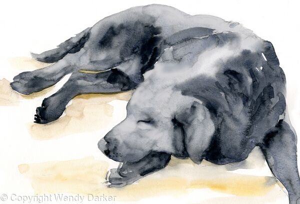 Black Labrador