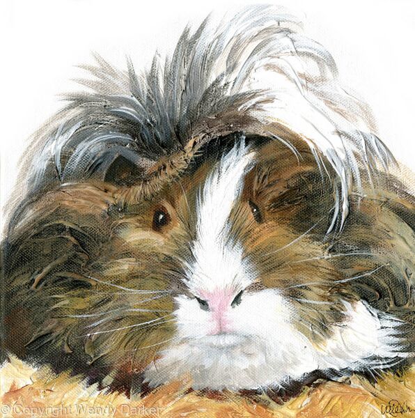 Grey guinea pig