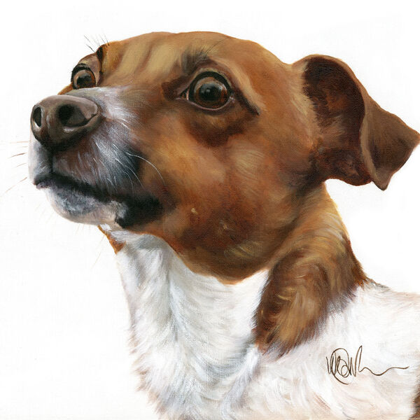 Small Jack Russell
