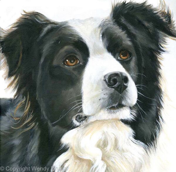 Collie