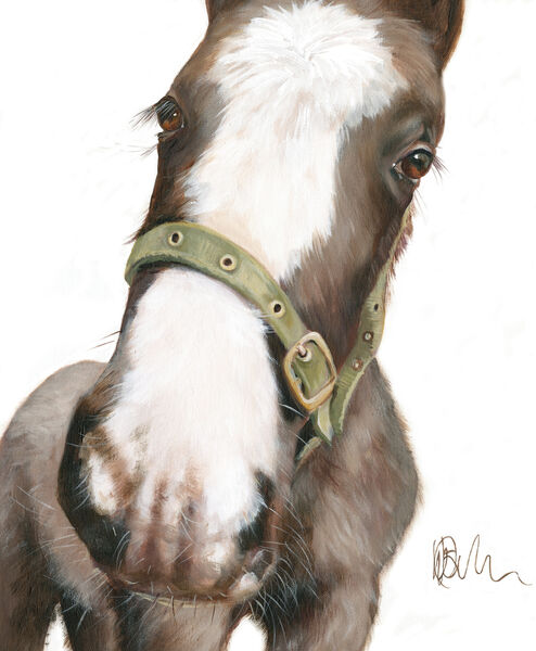 Foal