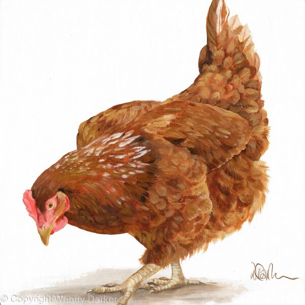 Henrietta Hen