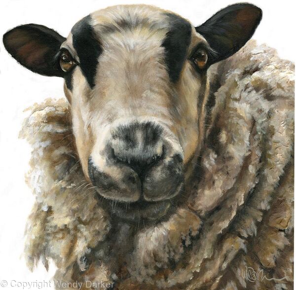 Badger faced sheep