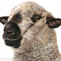 Hampshire Down Sheep