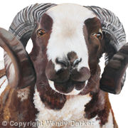 Jacab Sheep