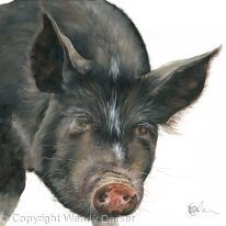 Berkshire Pig