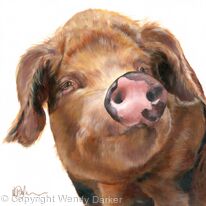 Oxford Pig