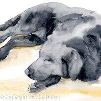 Black Labrador