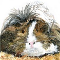 Grey guinea pig