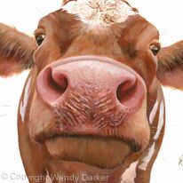 Inquisitive cow