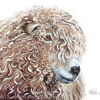 Curly-sheep