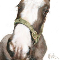 Foal