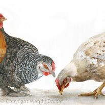 Pecking order