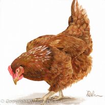 Henrietta Hen