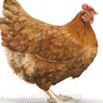 Holly Hen