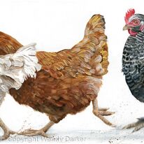 Chicken Run