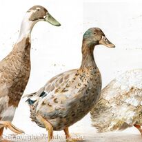 Running Ducks