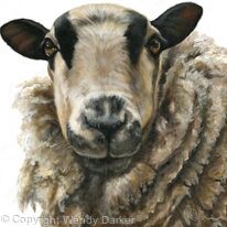 Badger faced sheep