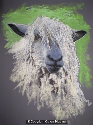 Portrait of a Sheep