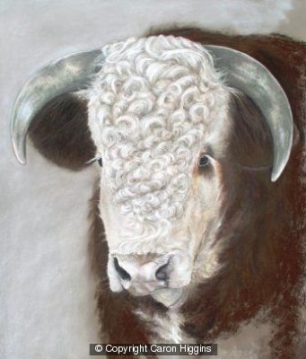 Henry, a Hereford Bull