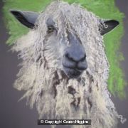 Portrait of a Sheep