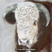 Henry, a Hereford Bull