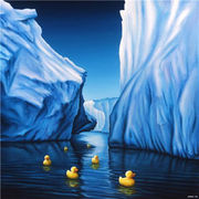 Duck in Arctic