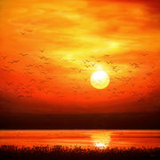 Sunset Flock