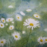 Lovely Daisies