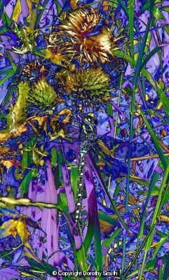 Dragonfly resting on seed heads
