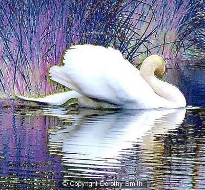 Swan