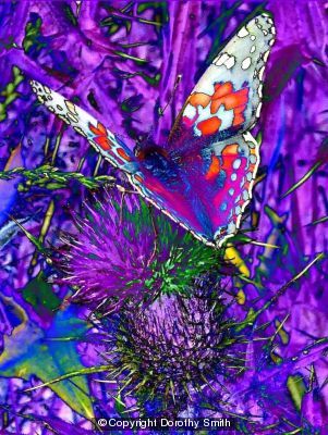 Butterfly on thistles
