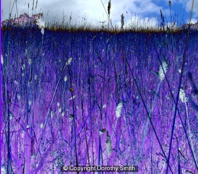 Summer meadow