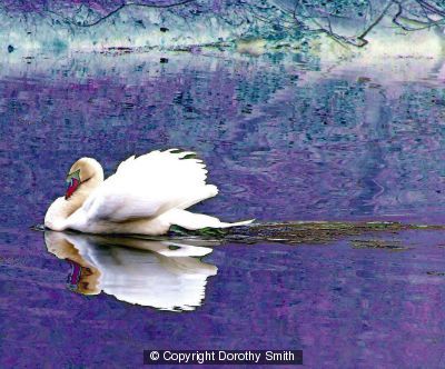 Swan reflected