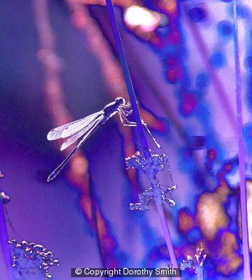 Small sunlit dragonfly