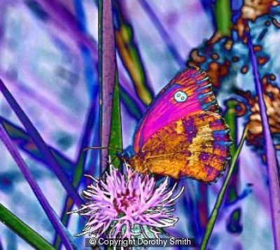 Butterfly on flower